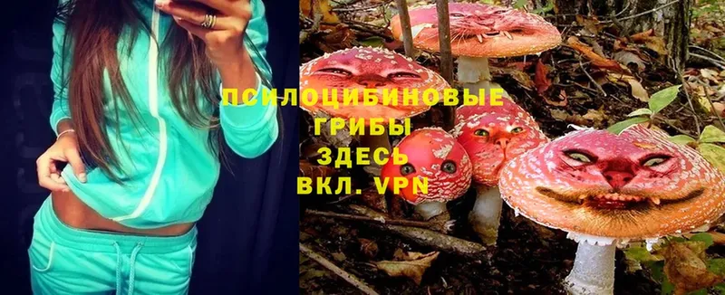 Галлюциногенные грибы Psilocybine cubensis  как найти   Анадырь 